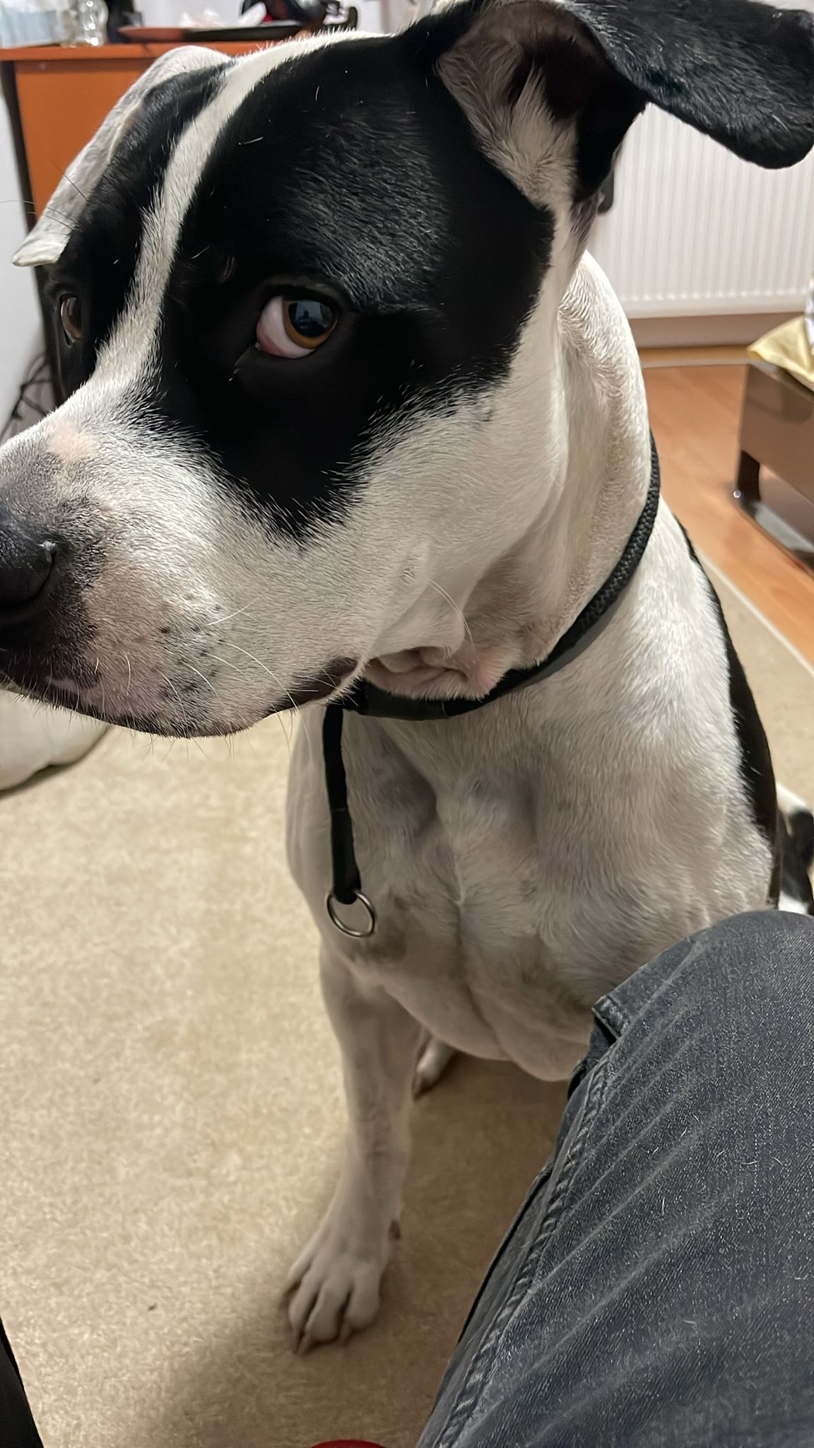 zo.staffy
